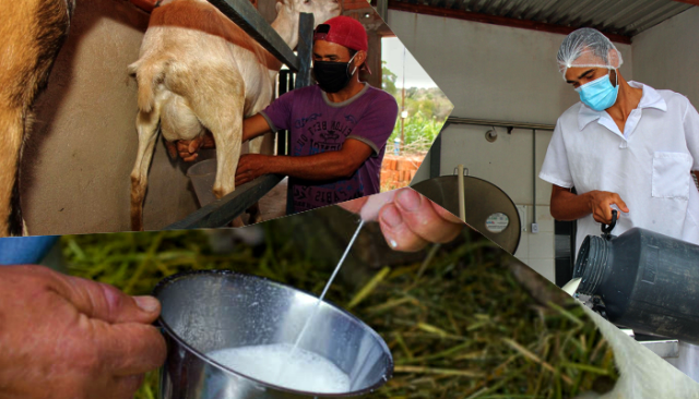 Leite de cabra garante renda e segurança alimentar a famílias do interior da Bahia