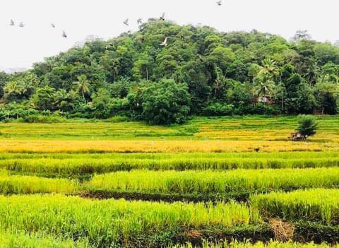 සුන්දර ගමක් බලන්න යමුද? - නාරම්පනාව 🍃🎋🌱☘️🌿 (Narampanawa) - Your Choice Way