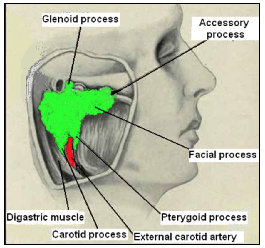 Head and Neck Anatomy Parotid Gland