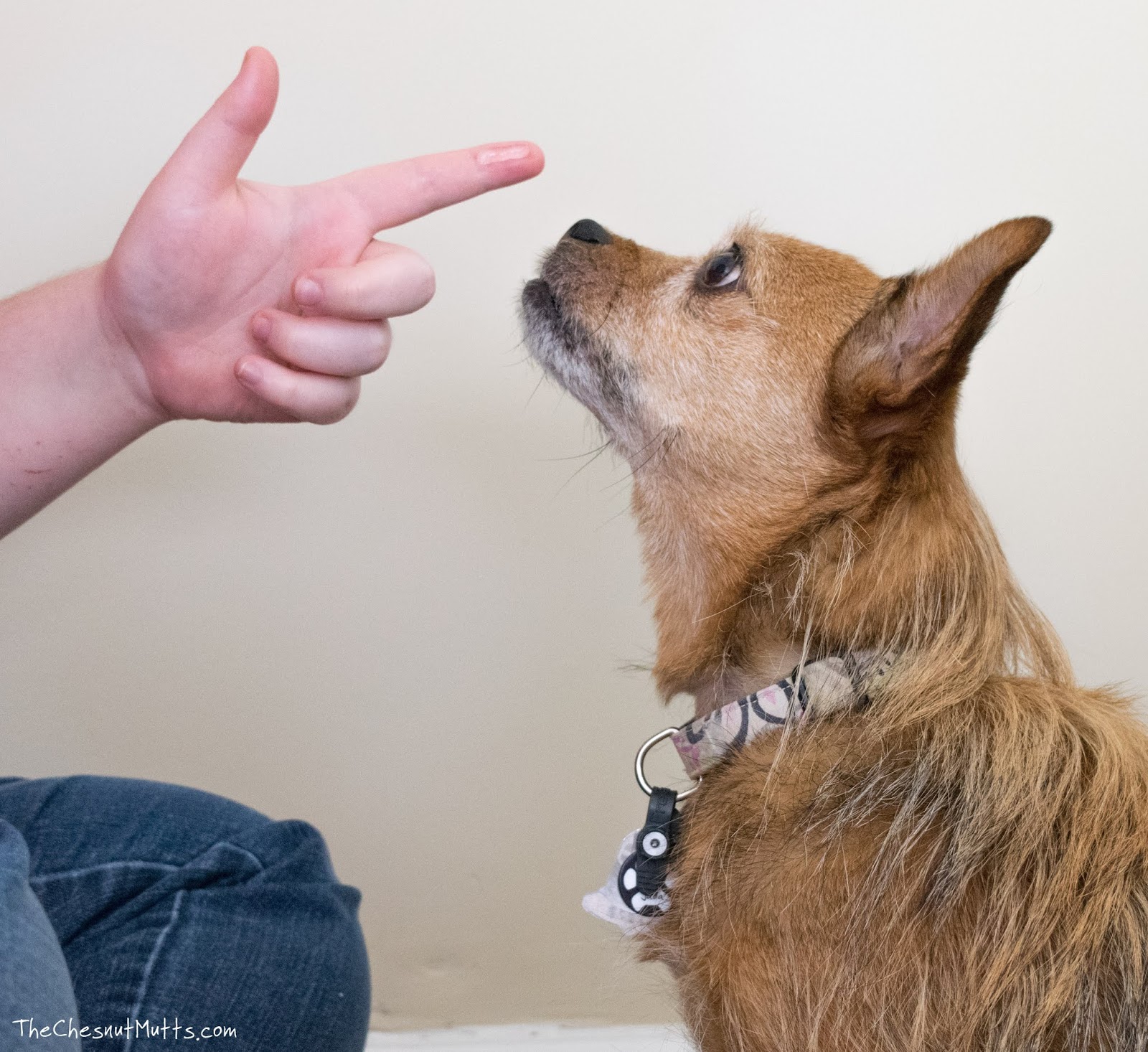 oratene dog toothpaste
