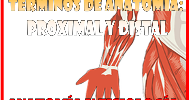 Términos de anatomía: proximal y distal [Anatomía y Fisiología