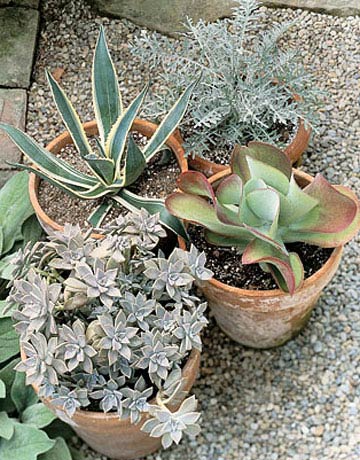 Container Gardening Ideas