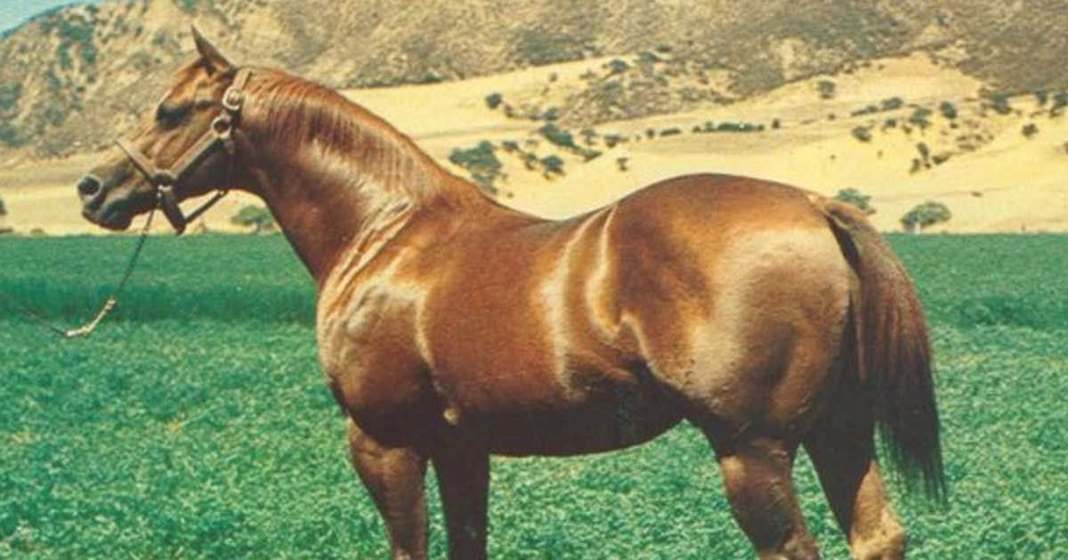 THE WESTERNER Here's how one horse changed an entire breed forever
