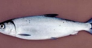 Melek Perikanan Ikan Bandeng Klasifikasi Morfologi Habitat Dll Melek Perikanan Ikan Bandeng Klasifikasi Morfologi Habitat Dll