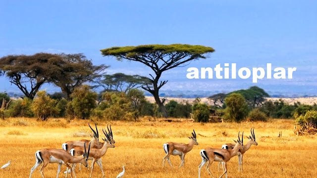 antiloplar