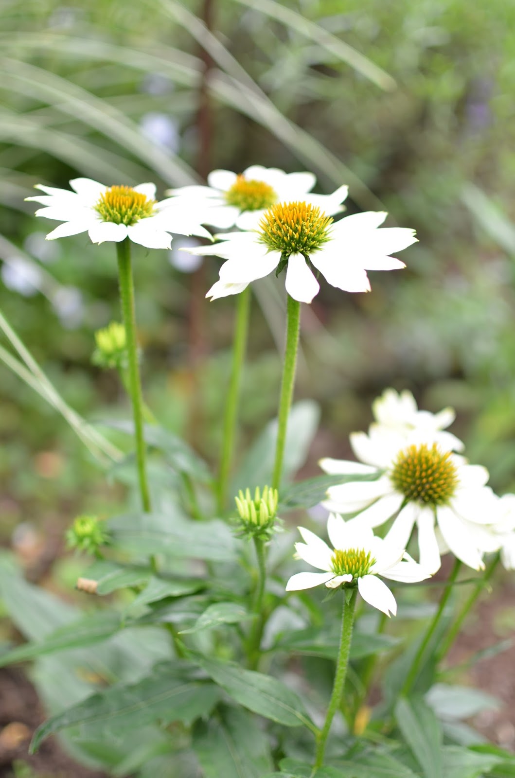 Schmiedegarten Gartenglück