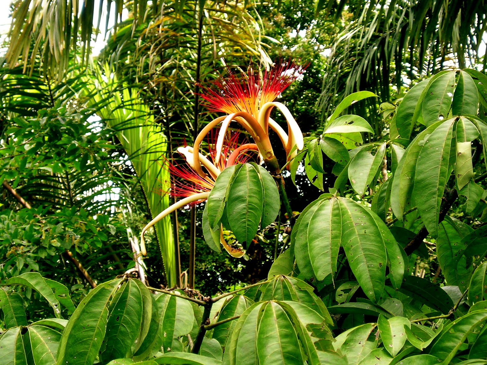 Tropical plant. Чили Сельва тропические цветы. Монстера эпифит. Тропические растения Индостана. Тропические леса Южной Америки Пахистахис.