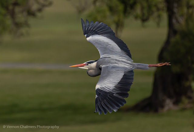 Grey heron with Canon EOS R6 / RF 800mm f/11 IS STM Lens : ISO 640 / 1/2500s Grey heron with Canon EOS R6 / RF 800mm f/11 IS STM Lens : ISO 640 / 1/2500s