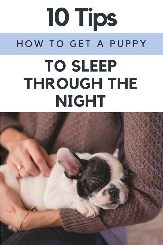 Lovely Dog How to Get A Puppy to Sleep through the Night (10 Tips)