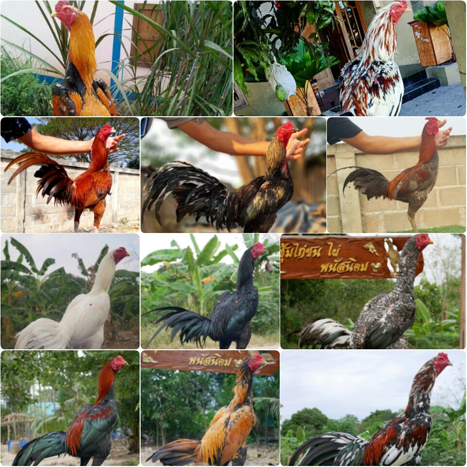 ayam gambar ayam bangkok warna wiring kuning