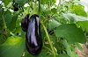 Talong (Eggplant) Cultivation Guide: All You Need to Know in Planting, Growing and Harvesting Eggplant 