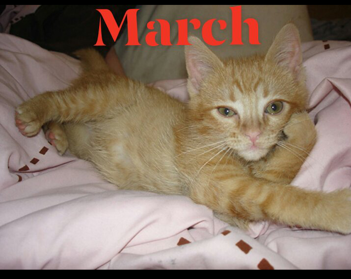What Is Your Cat S Personality Based On Their Birth Month