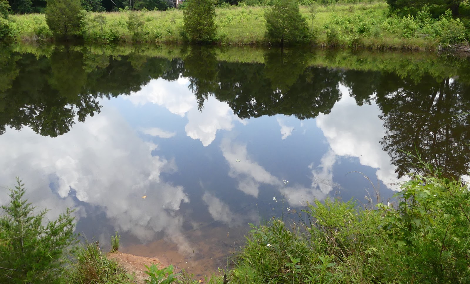 koi-pond-raleigh-nc-mark.jpg koi-pond-raleigh-nc-mark.jpg