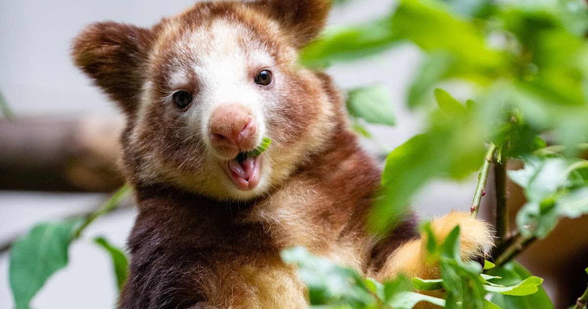 Celebrate Tree Kangaroo Awareness Day with new photos of joey Havam!