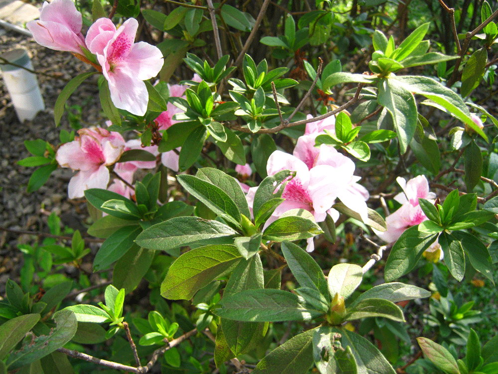 Pink's: Bunga-bunga yang cantik di tahun 2012