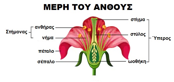 Diaxroniko: Γιατί είναι σημαντικές οι μέλισσες για το περιβάλλον;