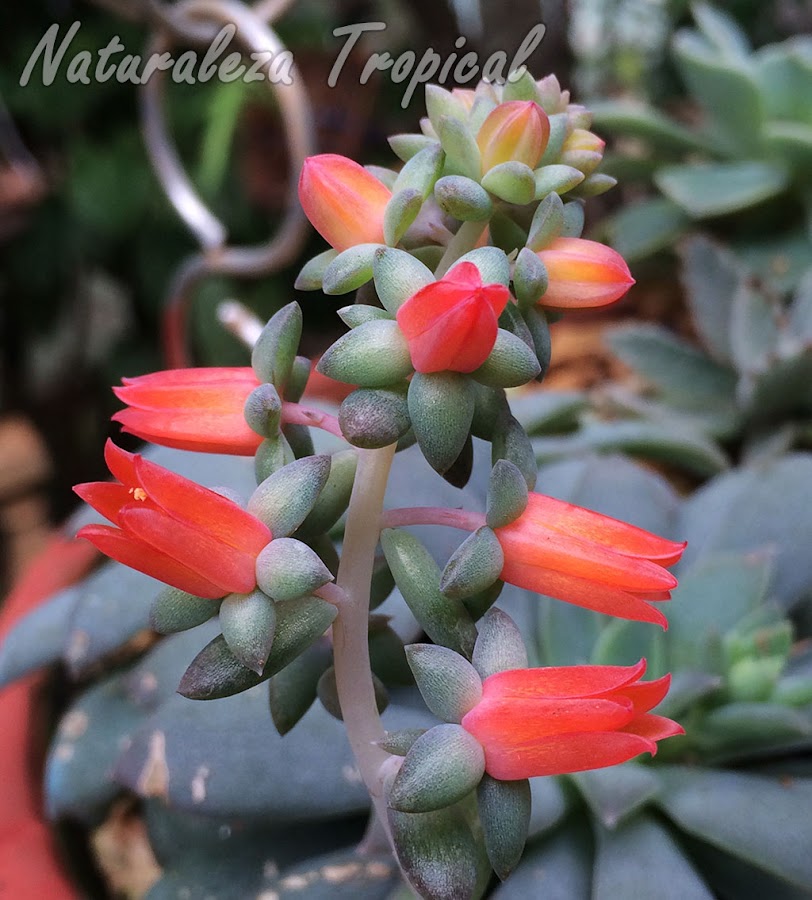 Inflorescencia (flores) de la planta suculenta Echeveria carnicolor