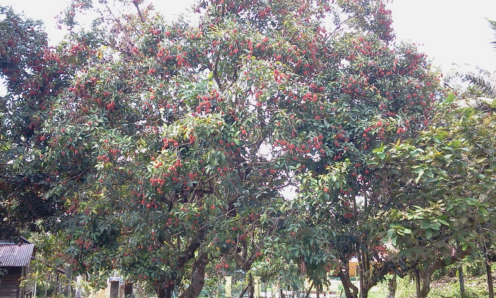 Cetusan Maonx: Mengait rambutan