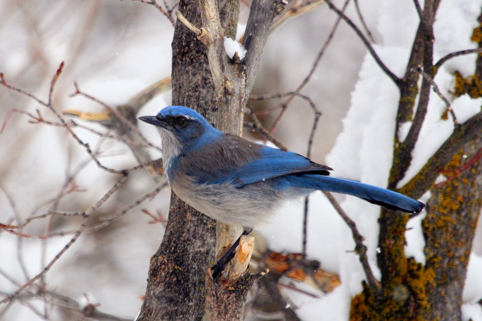 Utah Birders Birding Blog, Utah Birds, Utah Birding, Utah Bird ID