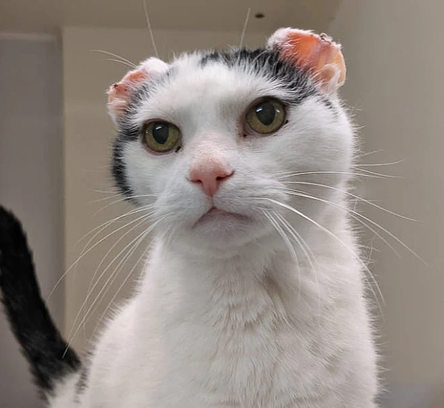 Fluff was sunburned and had to have his ear flaps removed due to skin cancer. Photo: Cats Protection.