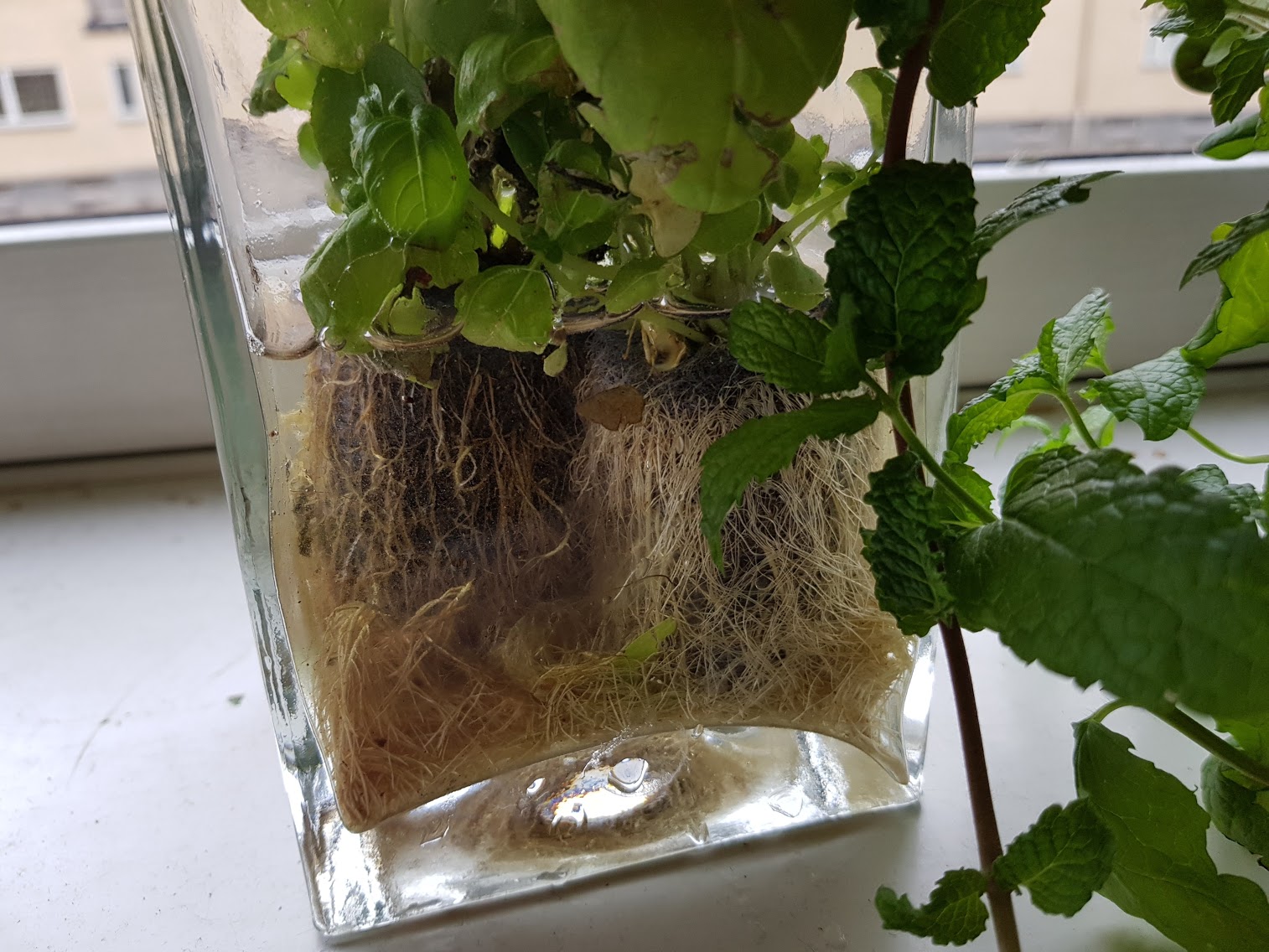 Hydroponic Tips, A Fun Way To Maintain Ornamental Plants