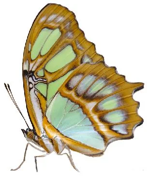 https://www.encywiki.com/2019/09/free-png-butterfly008.html