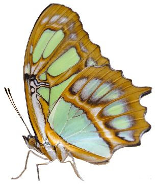 Free PNG download: butterfly 008 - Encywiki