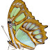 Free PNG download: butterfly 008