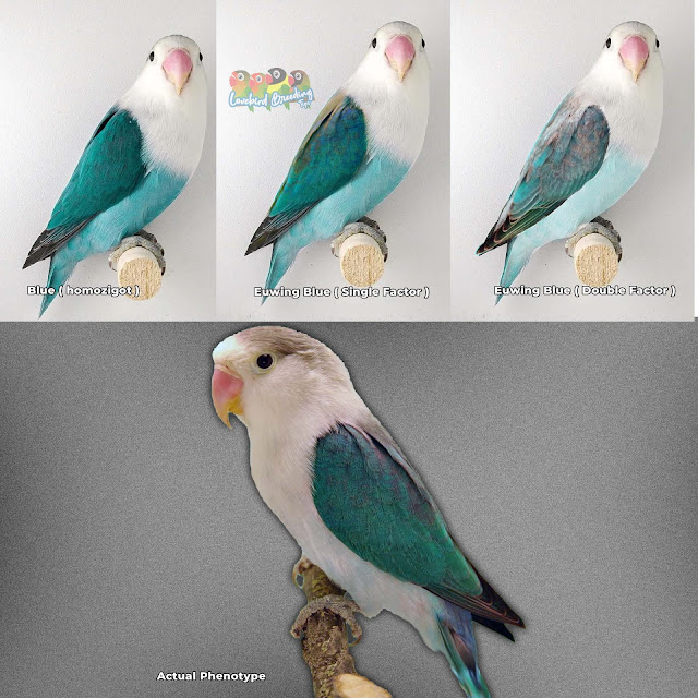 Color base on the Euwing Blue Series African Lovebirds Lovebird