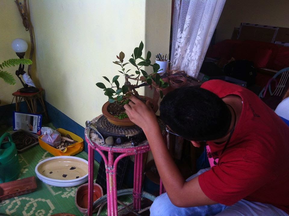 Bonsai Mauritius Bonsai Club First informal meeting part 2