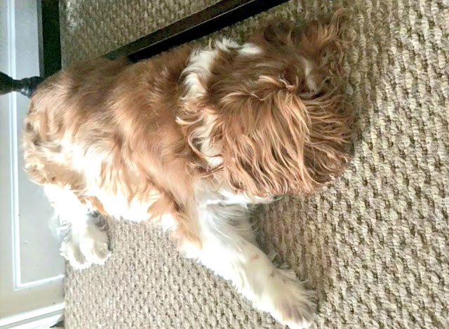 A King Charles Spaniel asleep on a beige carpet.