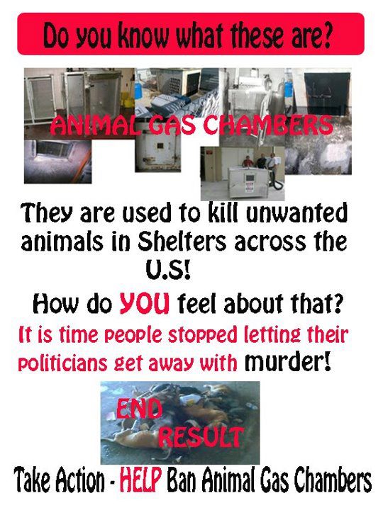 I'm Kind Of A Big Deal 8 States Still Use Gas Chambers To Euthanize