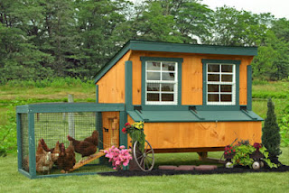 Portable chicken coops from Amish