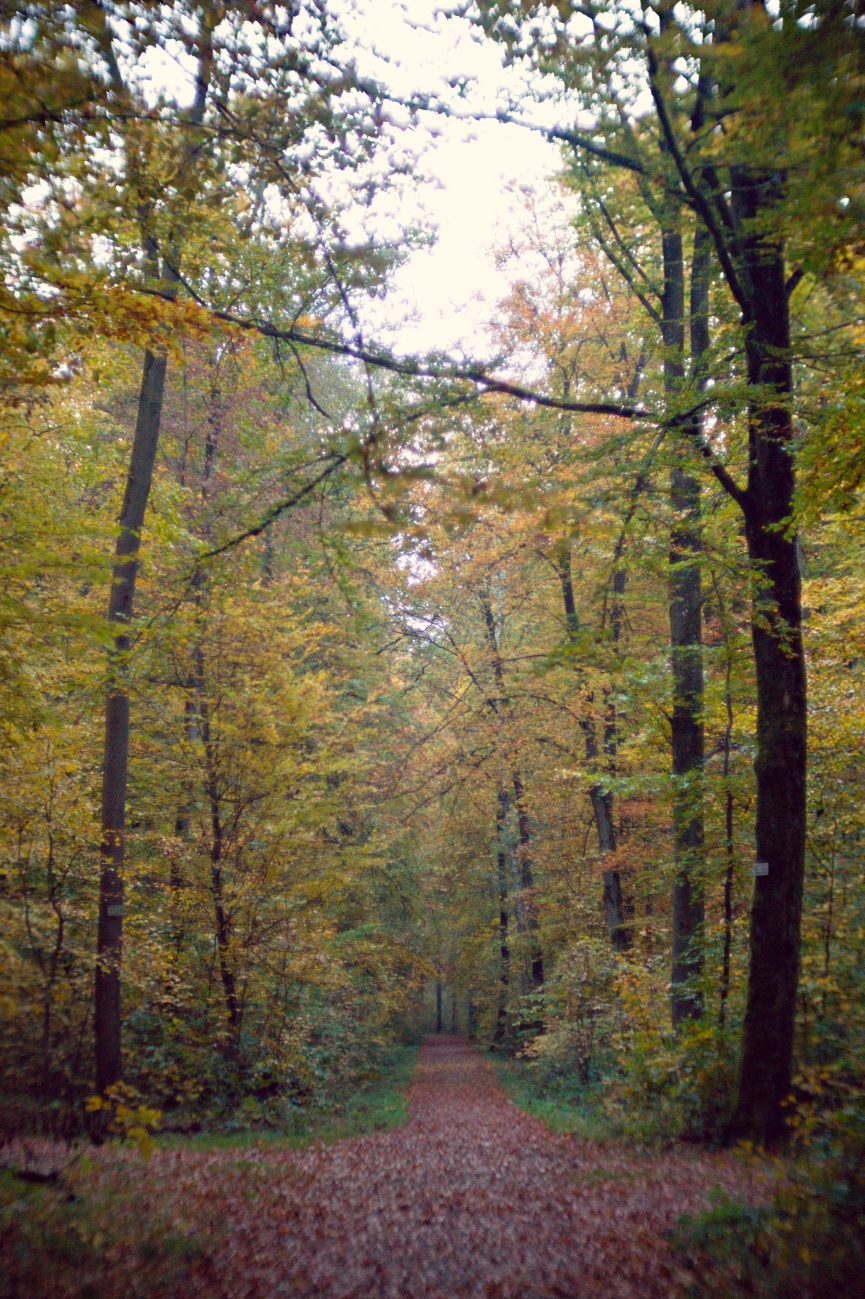 Herbstlicher Wald, bevor der Herbst vorbei ist