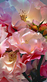 flores-de-petalos-de-color-rosa