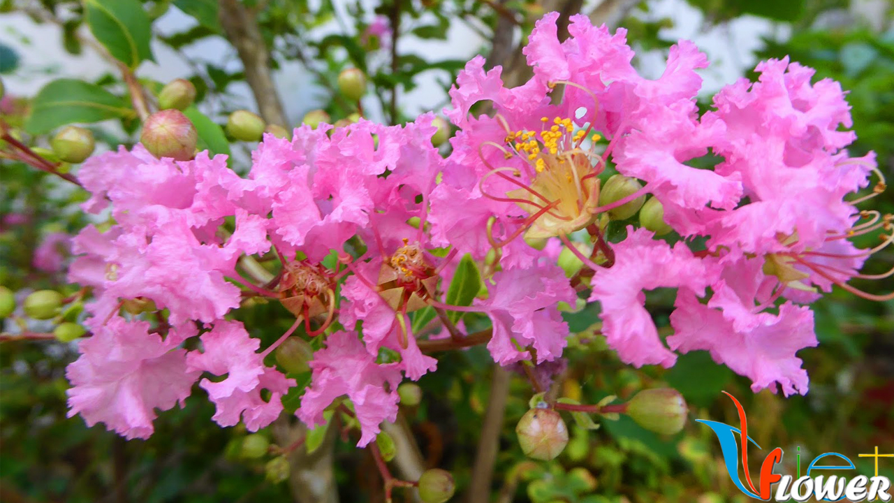 NHỮNG LOÀI HOA ĐẸP TRONG THƠ CA Hoa-tuong-vi