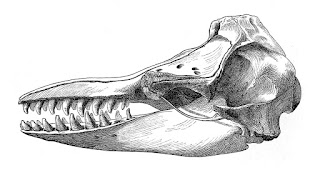 Yalancı katil balinanın kafatası çizimi