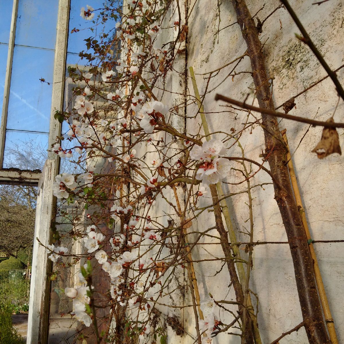 Gardener To The Big House Apricot Blossom