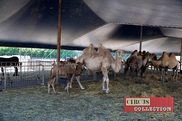 chameaux du Circus Royal Gasser