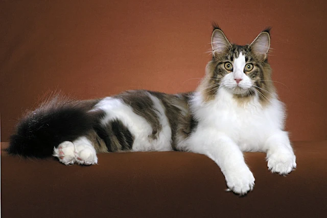 Maine Coon cat