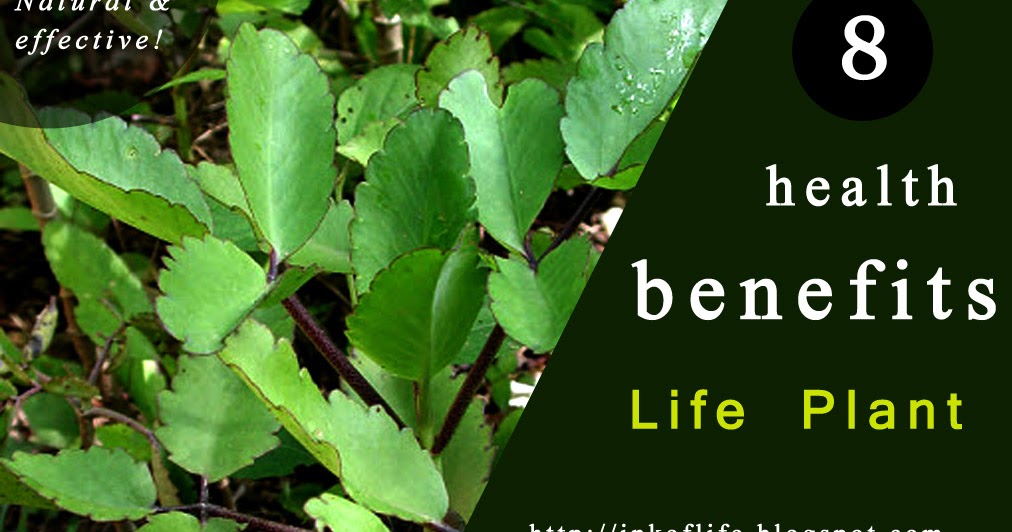 8 Health Benefits of Life Plant Ink of Life