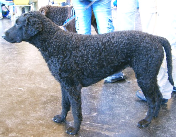 Curly Coated Retriever Dog, How Long Do Curly Coated Retrievers Live Together