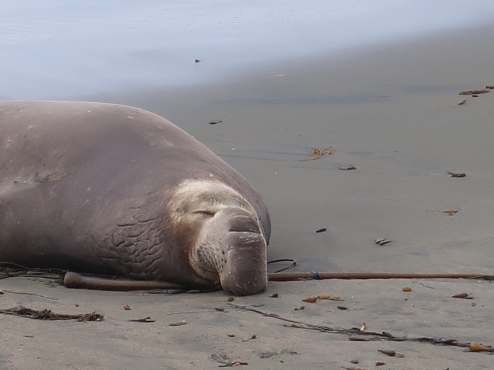 Elephant Seals of Piedras Blancas: Bulls arrive at Piedras Blancas