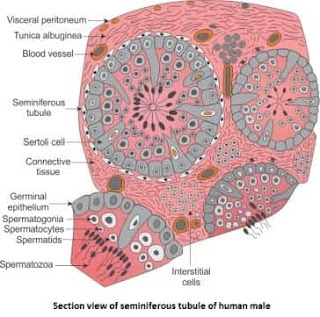 Seminiferous tubules