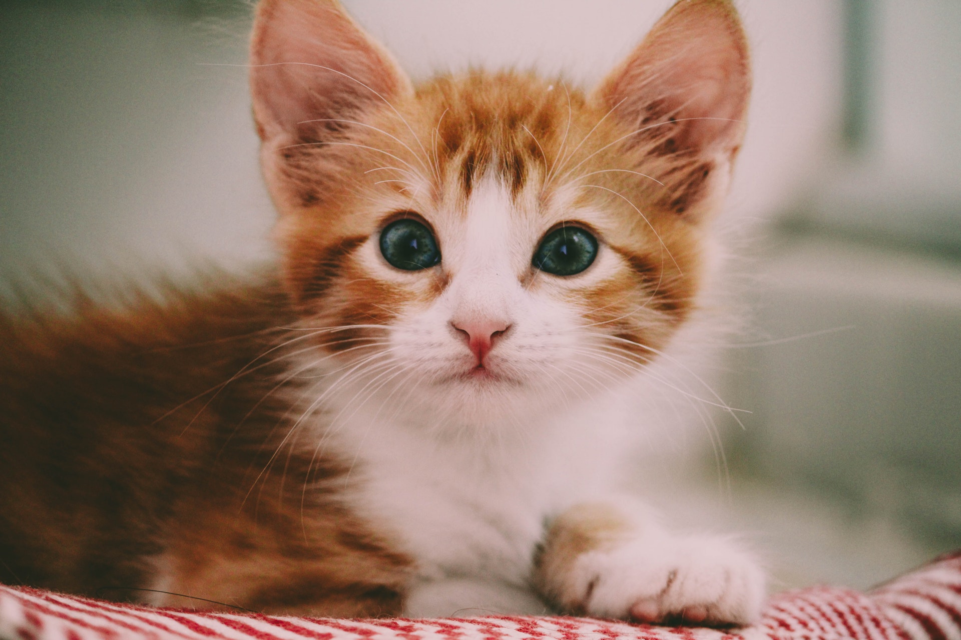 Cara Merawat Kucing Buat Pemula Dengan Baik serta Betul