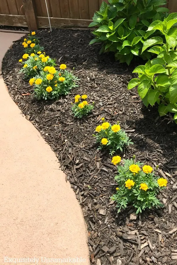 Yellow Marigolds In The Garden