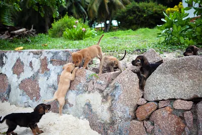 Sechs Hundewelpen an der Anse Severe auf La Digue