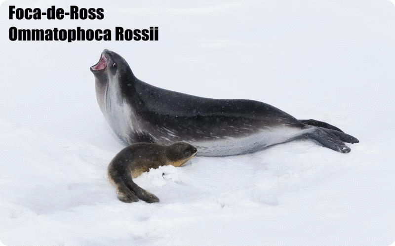 Foca-de-Ross | Ommatophoca Rossii