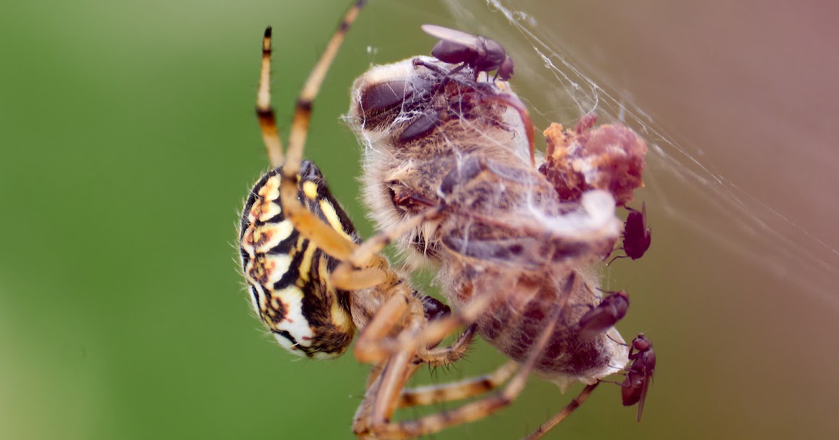 Spider Caught a Bee