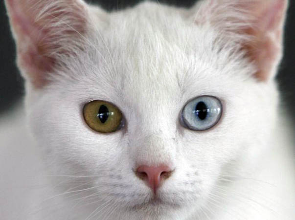 El Mundo De Los Felinos 2012
